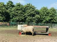 🐐 Hackney City Farm: A Slice of Countryside in the Heart of East London