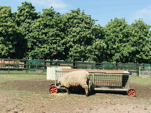 🐐 Hackney City Farm: A Slice of Countryside in the Heart of East London