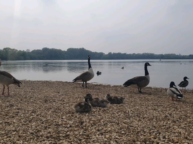Bedford