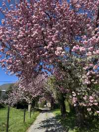 The most beautiful trail near Leuven only in April