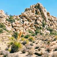 🚗 Transportation Tips for Visiting Joshua Tree National Park