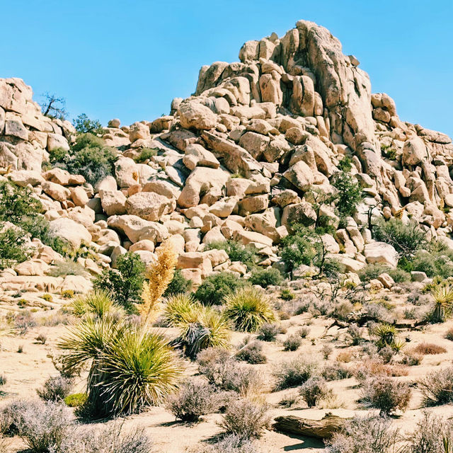🚗 Transportation Tips for Visiting Joshua Tree National Park