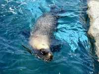 Toronga Zoo 