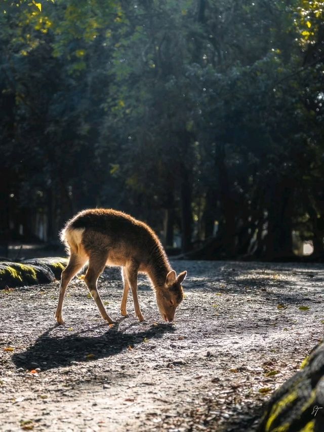 🌸 Nara Park: Where Nature, History & Sacred Deer Meet 🇯🇵✨