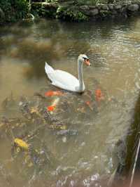 Янода Тропический парк (Хайнань)