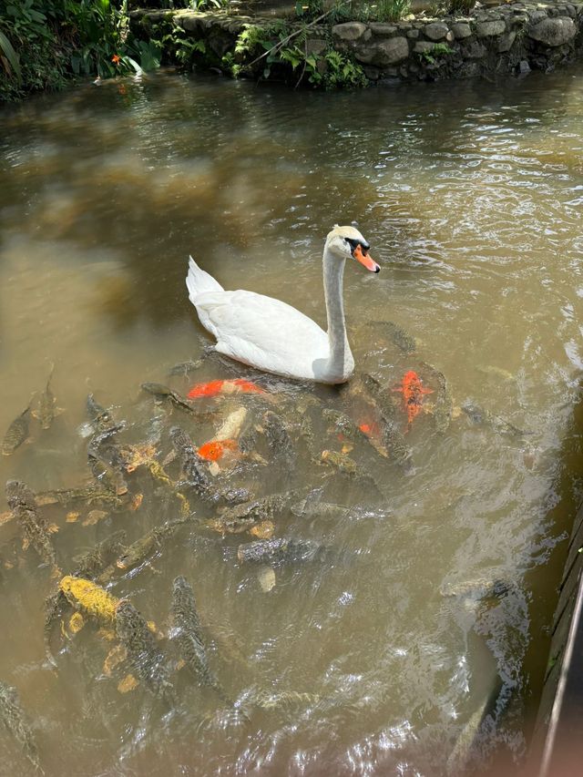 Янода Тропический парк (Хайнань) Янода Тропический парк (Хайнань)