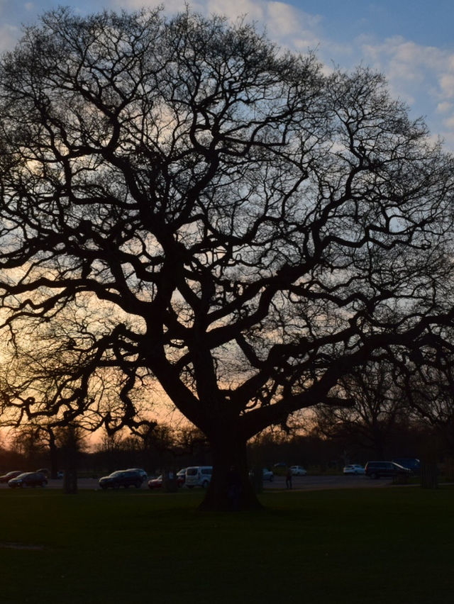 A Peaceful Day Trip to Richmond Park: London’s Countryside Escape 🌳