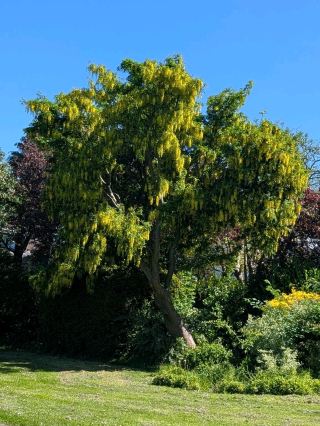 🌸 Wynne Gardens, Old Colwyn: A Hidden Coastal Sanctuary 🌿