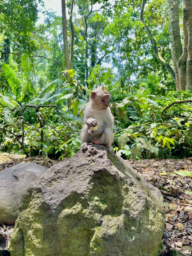 Sacred Monkey Forest - Ubud🐒🌿