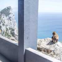 European Wild Monkeys