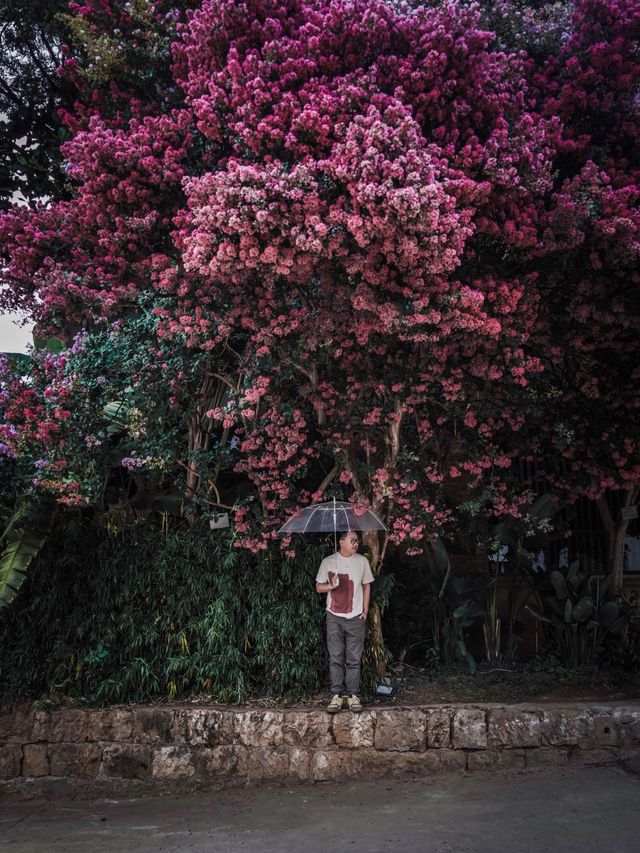 去紫薇瀑布下淋一場花雨🌸