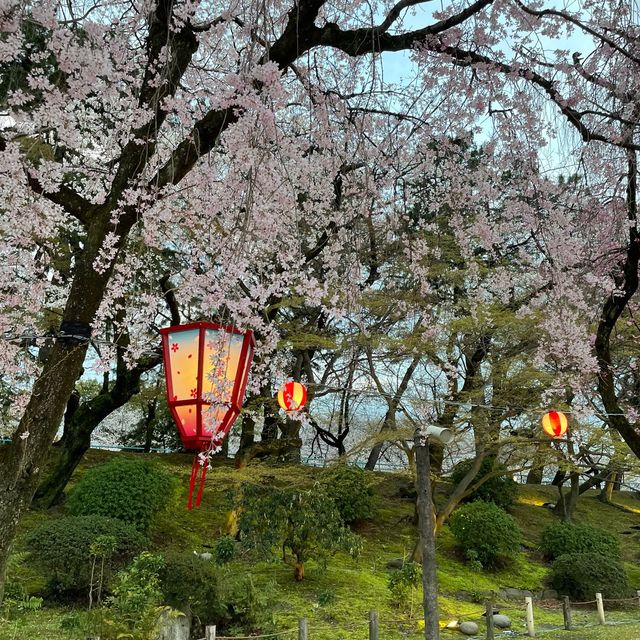 🇯🇵名古屋城：與白櫻🌸來一場歷史漫步