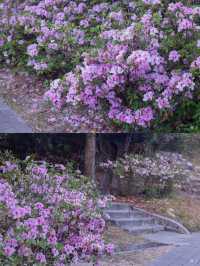 Hong Kong | I found Alice's Secret Garden 🌺 full of rhododendrons in bloom.