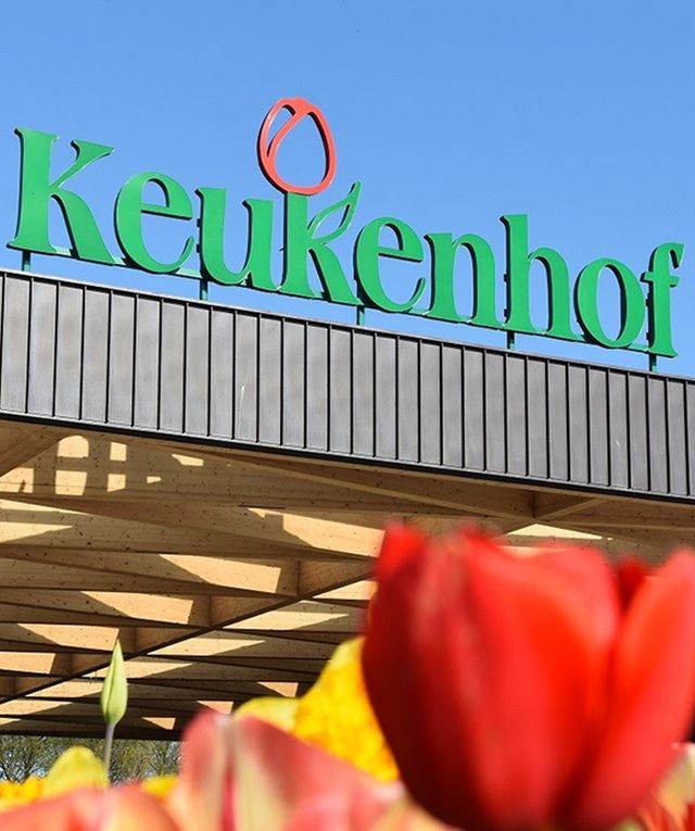 Holland | Where else to go if not Keukenhof to see tulips?
