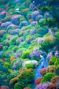 The flowers in Ome City, Tokyo have bloomed. Are you not moved?