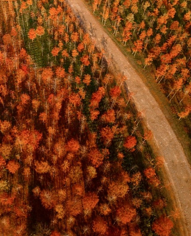 今年秋天，一定要去看合肥的紅杉林，抓住秋天的尾巴！