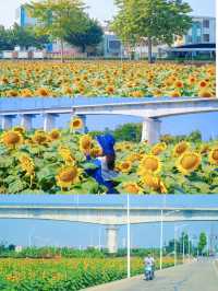 廣州南沙一日遊地鐵直達的0元海景