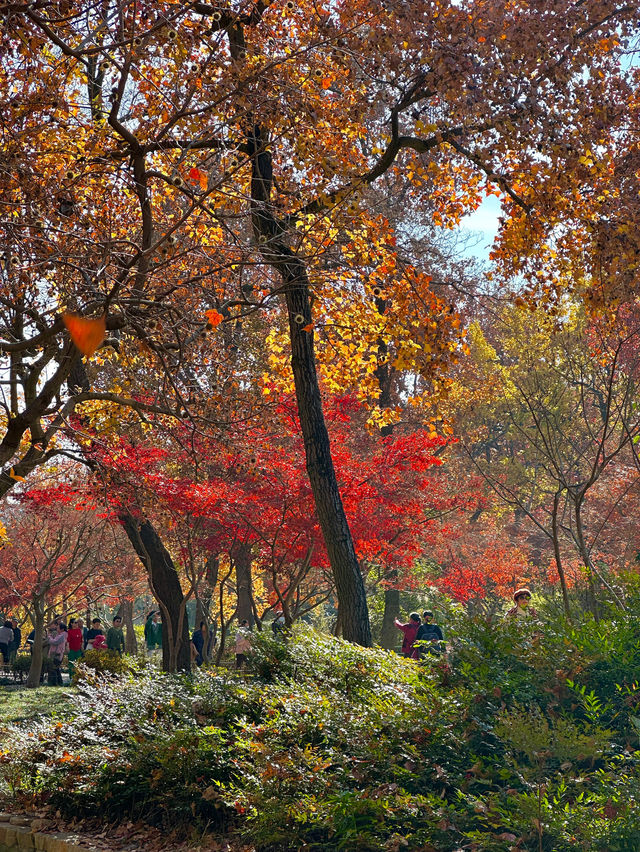 接下來的蘇州天花板｜只剩下這幾顆紅楓樹