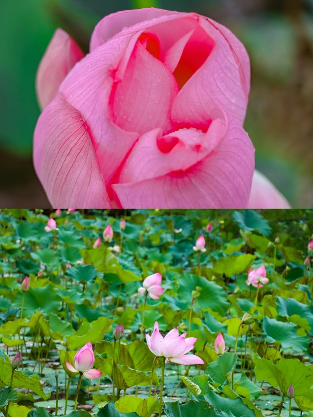 為了中科院植物園專程飛到西雙版納