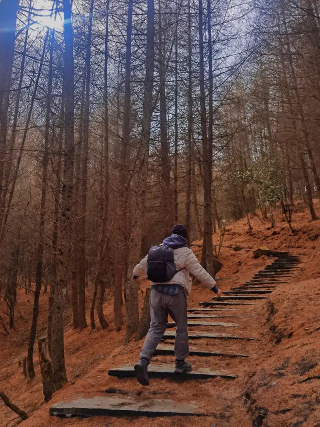 Wolong Dry Lake, stepping on pine needles all over the ground, looking at the loneliest tree on the top of the mountain