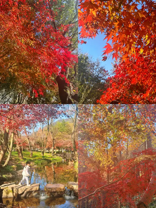 Nine Creeks has spilled nature's palette | Family hiking route