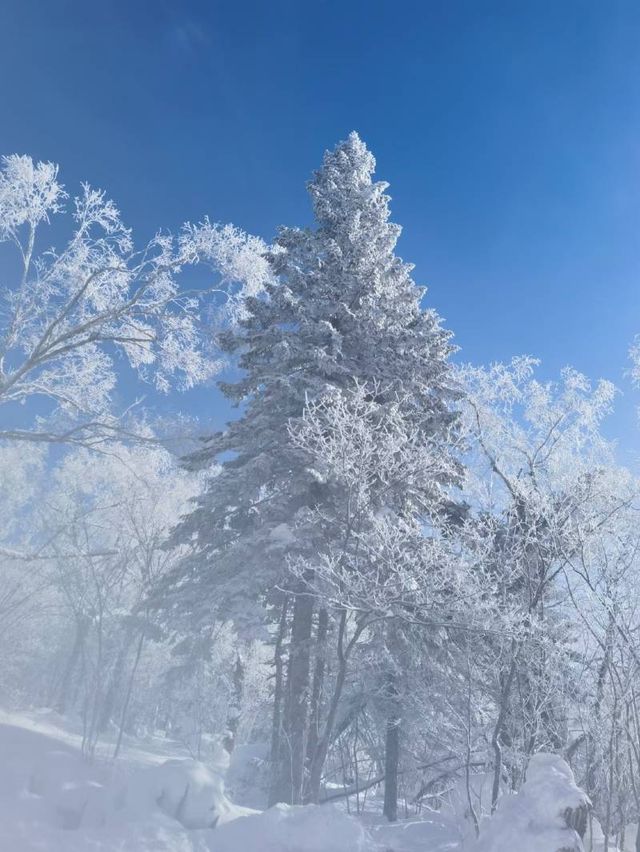 哈爾濱+亞布力+雪鄉5日