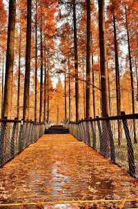 鹽城黃海森林公園：秋日油畫般的詩意美景