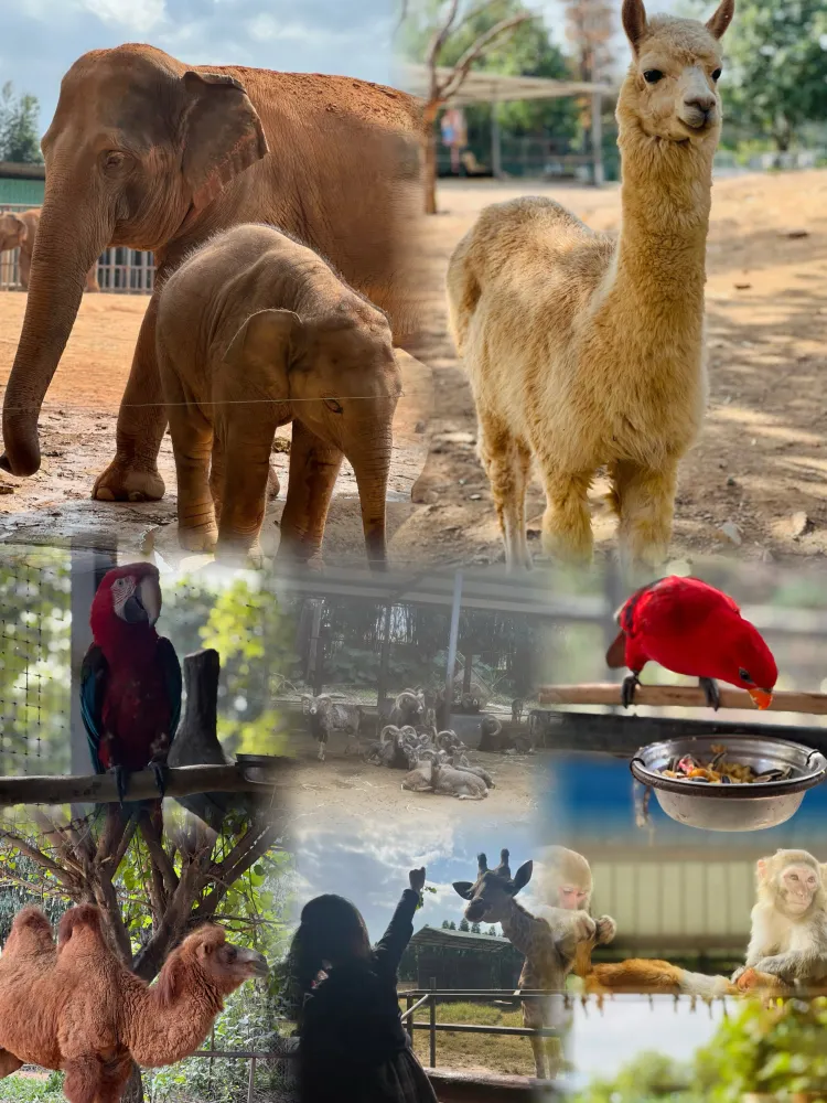 東莞香市動物園:一個充滿驚喜的動物王國