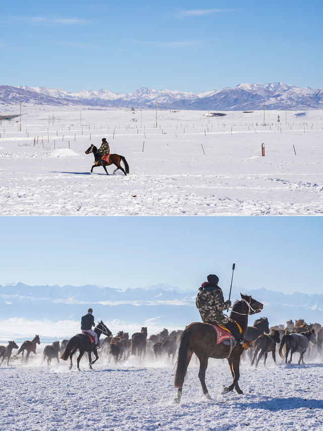 新疆伊犁昭蘇不僅有天馬還有馬踏飛雪