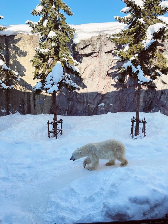 日本北海道最不可錯過的景點旭山動物園親子遊情侶出遊絕佳去處