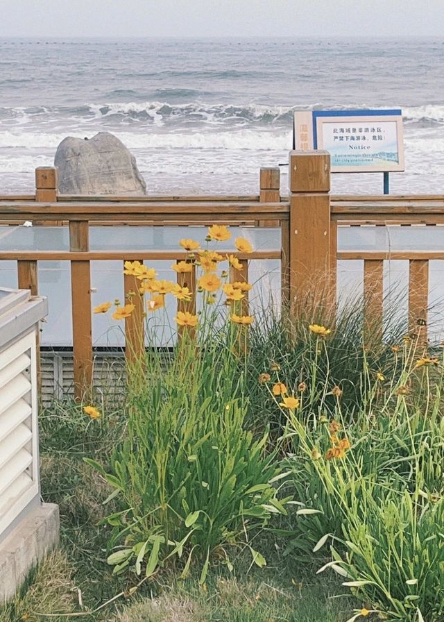 青島「又來海邊漫步啦」