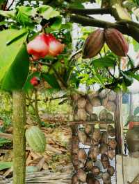 興隆 熱帶植物園和巴厘村｜熱帶雨林和南洋風情