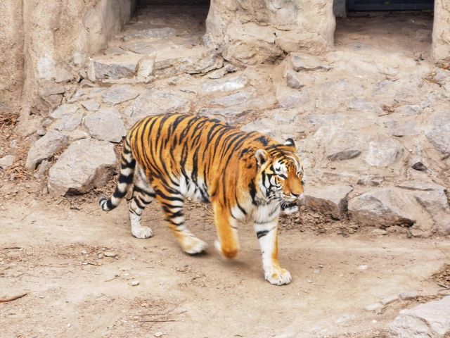 北京動物園冬日隨拍