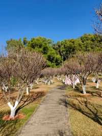 自駕遊廣東，深圳梅園賞梅