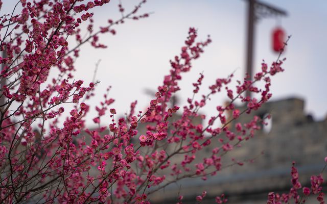 梅里古鎮賞梅