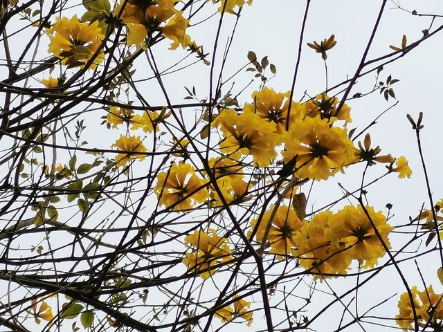 大屏山賞花季