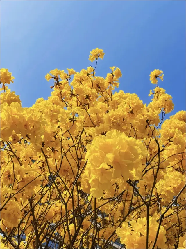 Spring in Huacheng | A sea of yellow blossoms, so splendid!