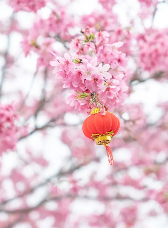 潮汕周邊二三月櫻花||梅州陰那山靈光寺