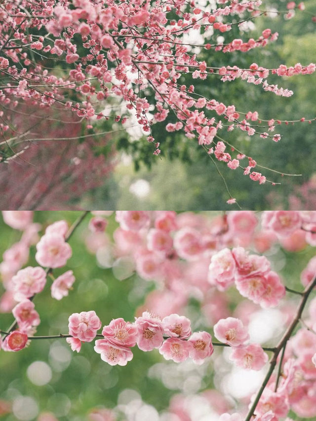 太倉春日賞花地圖！！快碼住！！