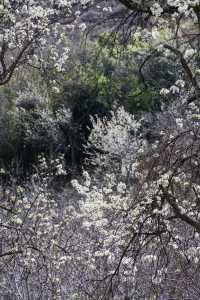 高原秘境尋東女，大美金川賞梨花