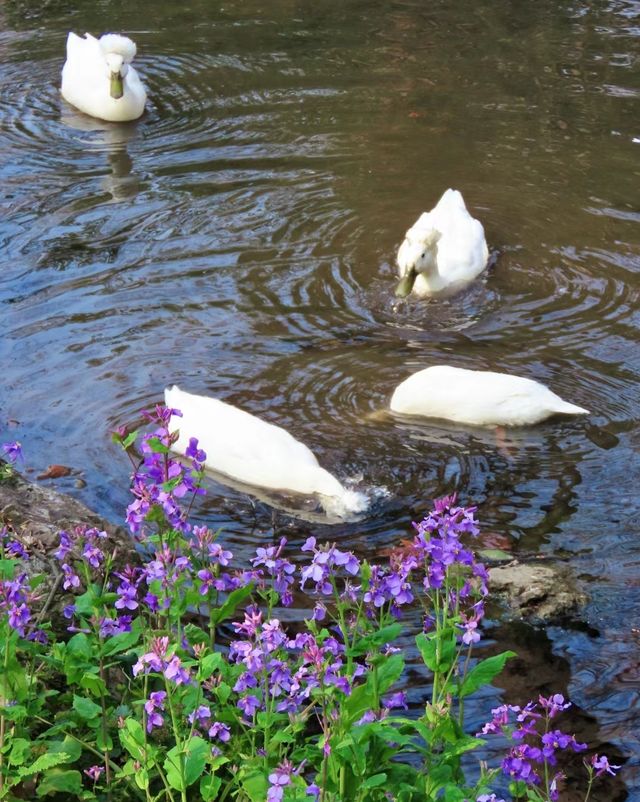 逛公園才是正經事‖3月16日植物園鬱金香