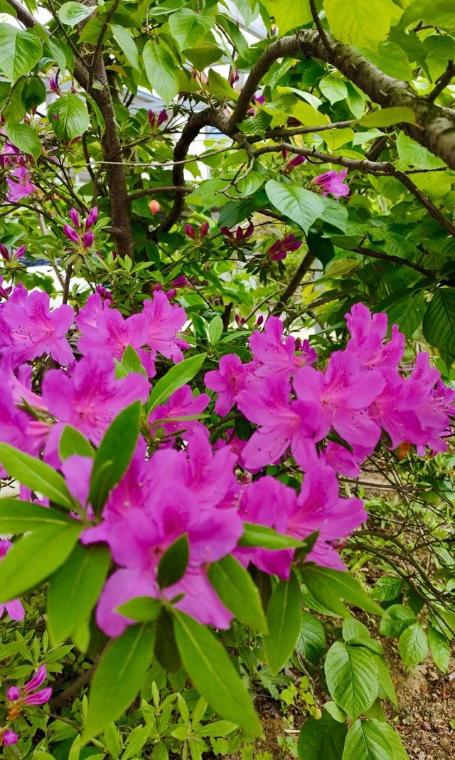 輕徒步賞花|看二月蘭花海