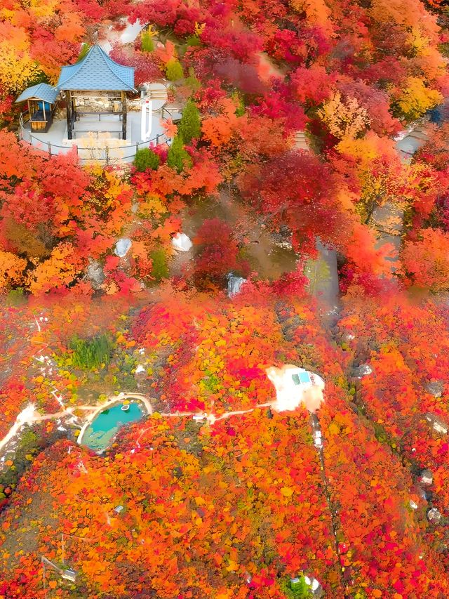一場香山之外的秋色盛宴|北京·坡峰岭·紅葉季