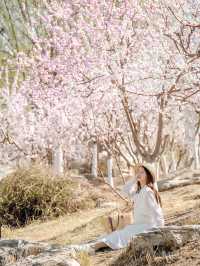 天津賞花｜北寧公園最美桃花林錯過等一年