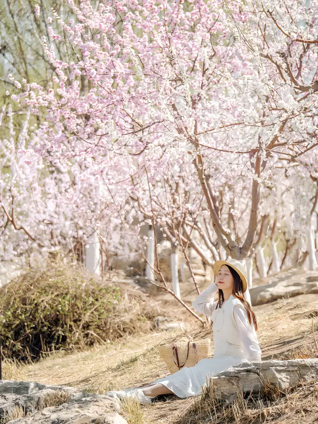 Tianjin Flower Viewing | Don't miss the most beautiful peach blossom forest in Beining Park, or you'll have to wait another year