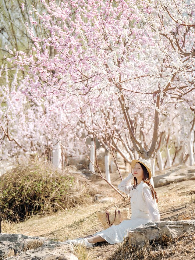天津賞花｜北寧公園最美桃花林錯過等一年