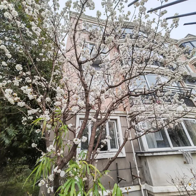 中山公園的櫻花林，位於公園大草坪的東北側，種有早櫻和晚櫻兩個品種數十棵，靠近馬路邊的屬於晚櫻，花朵還在花苞期，林子裡的早櫻也還在花期，遠遠望去，如雲霞一般，非常好看