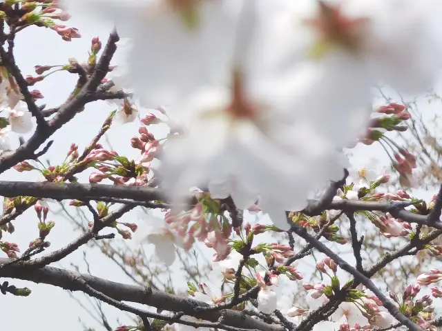 Spring writes poetry with cherry blossoms