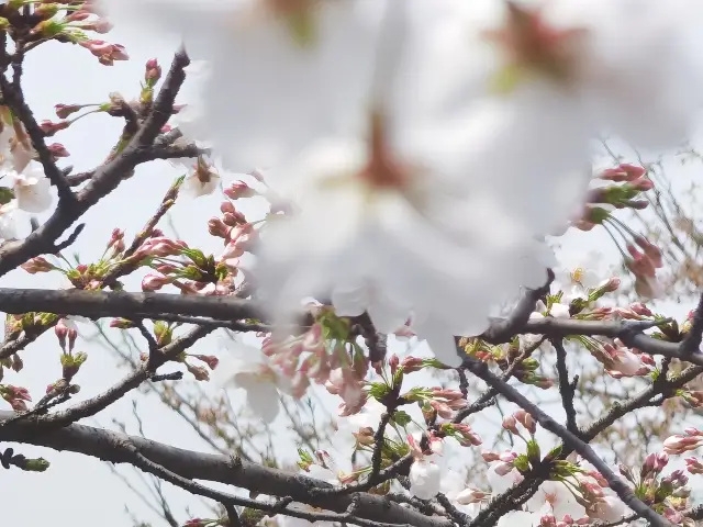 春は桜で詩を書く