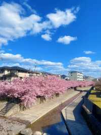京都還沒有櫻花嗎？給我去這裡！滿開！